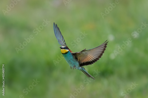 Bee eater (Merops apiaster) flying © AlexandruPh