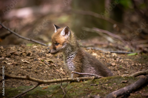 Fuchswelpe im Wald