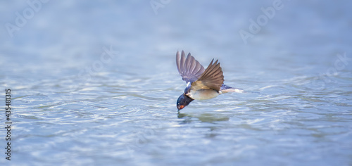 Barn swallow Hirundo rustica in flight drink over the lake.