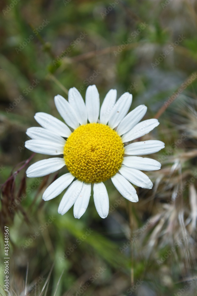 Obraz premium Closeup daisy flower in nature.