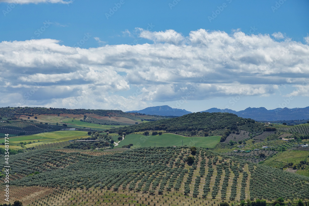 Fototapeta premium Background with fields of different crops and colors in Andalusia (Spain)