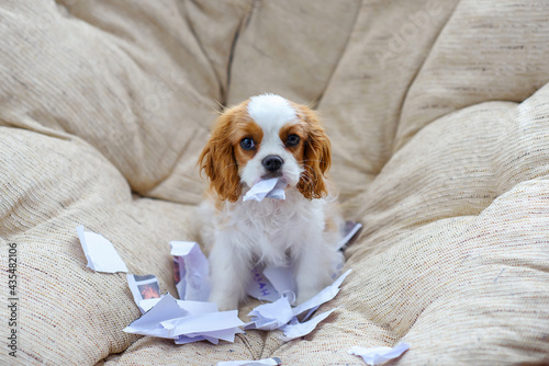 Fotografija little puppy dog cavalier king charles spaniel sitting on a chair and tearing pa