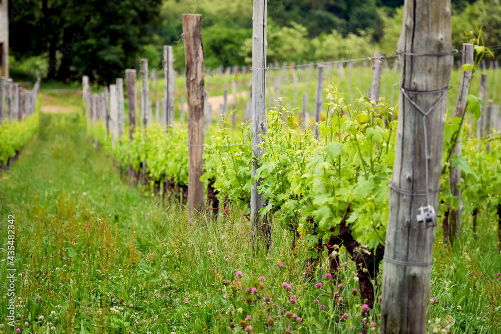 Springtime panorama of the vineyards in the hilly winery Region of Novarese (Piedmont, Northern Italy); this area is famous for its valuable red wines, like Ghemme and Gattinara (Nebbiolo grapes). Springtime panorama of the vineyards in the hilly winery Region of Novarese (Piedmont, Northern Italy); this area is famous for its valuable red wines, like Ghemme and Gattinara (Nebbiolo grapes).