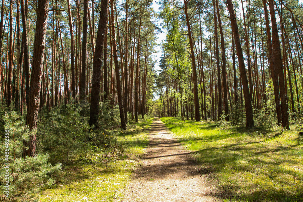 The picture from the natural park Kersko-Bory by the town of Písty in Czech Republic. The beautiful fresh pine Wood with moss on the ground with sandy footpaths. The picture from the natural park Kersko-Bory by the town of Písty in Czech Republic. The beautiful fresh pine Wood with moss on the ground with sandy footpaths.
