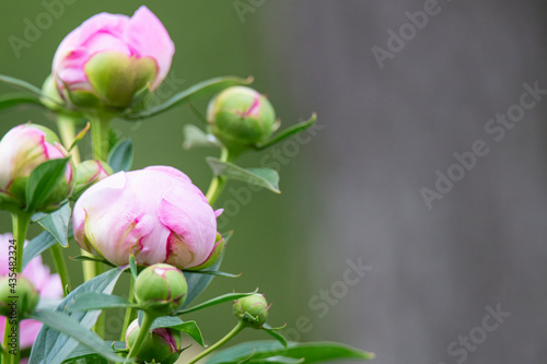 Fototapeta Naklejka Na Ścianę i Meble -  Close up of pink peonies ready to bloom