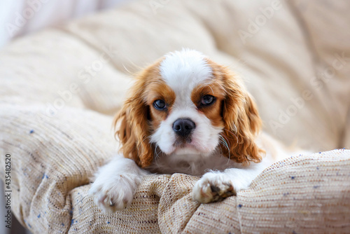 Photo little puppy dog cavalier king charles spaniel sitting on a chair