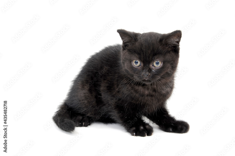 Obraz premium fluffy purebred black kitten lies on an isolated background