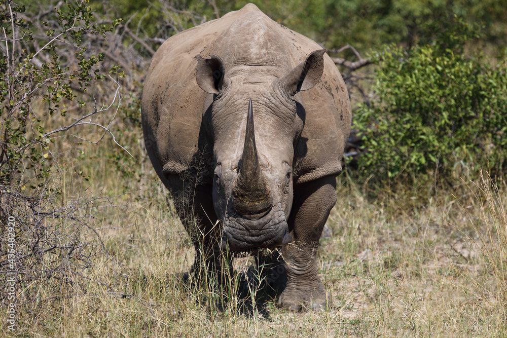 Obraz premium Breitmaulnashorn / Square-lipped rhinoceros / Ceratotherium Simum