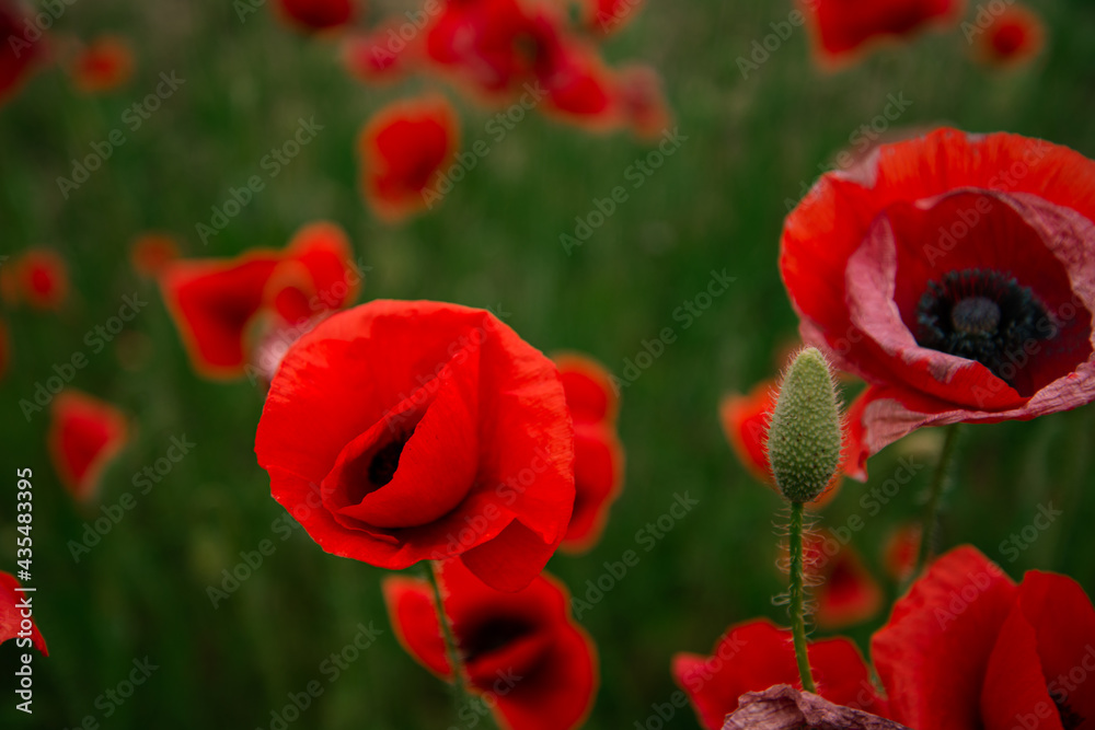 Beautiful floral background. Poppy bloom. Red flowers with green grass. Beautiful floral background. Poppy bloom. Red flowers with green grass.