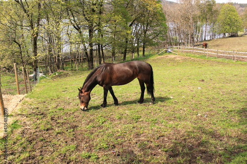 beautiful horse on a green meadow - Bogstad G  rd
