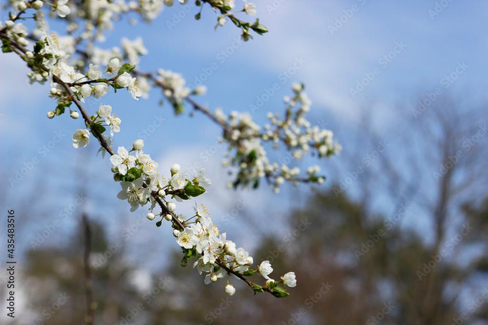 Branches of a blossoming tree against the sky. Cherry plum flowers. Branches of a blossoming tree against the sky. Cherry plum flowers.