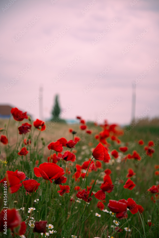 Beautiful floral background. Poppy bloom. Red flowers with green grass.