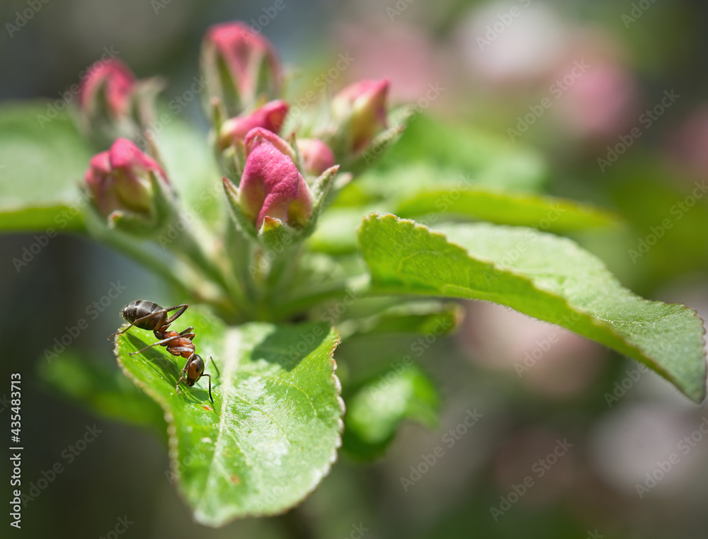 Artistic photo of ant on a fresh blossom of cherry. Blurry background. Spring concept.Ant isolated in fresh blossom background Artistic photo of ant on a fresh blossom of cherry. Blurry background. Spring concept.Ant isolated in fresh blossom background