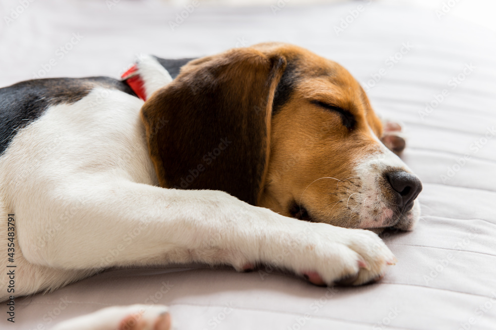 Beagle Dog Sleeping In The Bed	