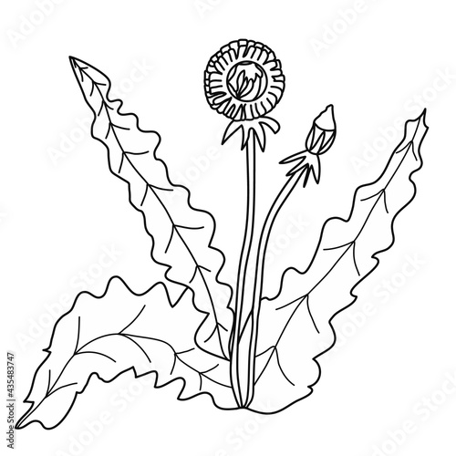 Dandelion. Icon. Black graphic sketch. Idea for decors, logo, covers, holidays, gifts, art. Isolated vector.