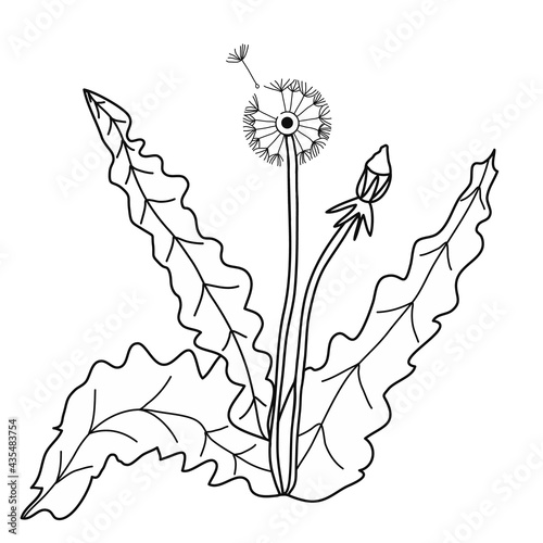 Fall dandelion. Icon. Black graphic sketch. Idea for decors, logo, covers, holidays, gifts, art. Isolated vector.