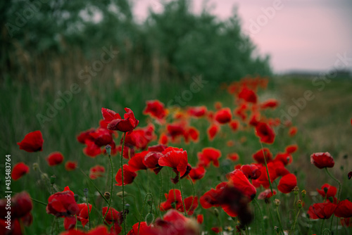 Beautiful floral background. Poppy bloom. Red flowers with green grass.