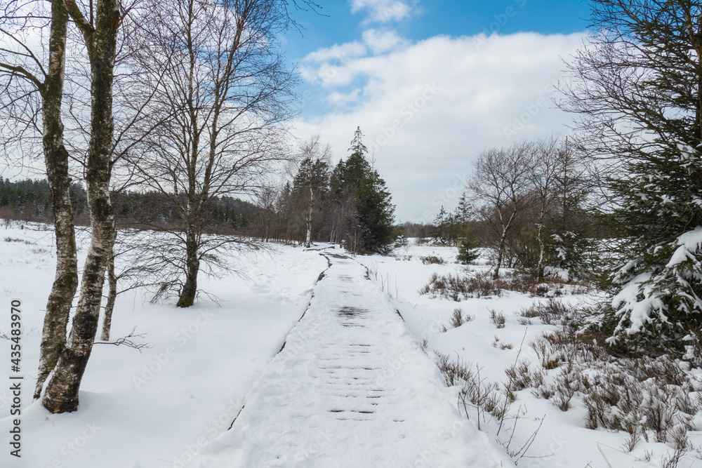 Belgium, Hautes Fagnes, path in the Fagnes