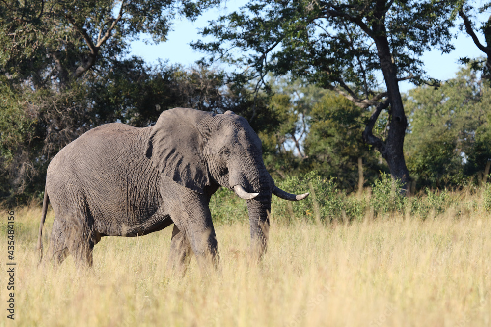 Afrikanischer Elefant / African elephant / Loxodonta africana