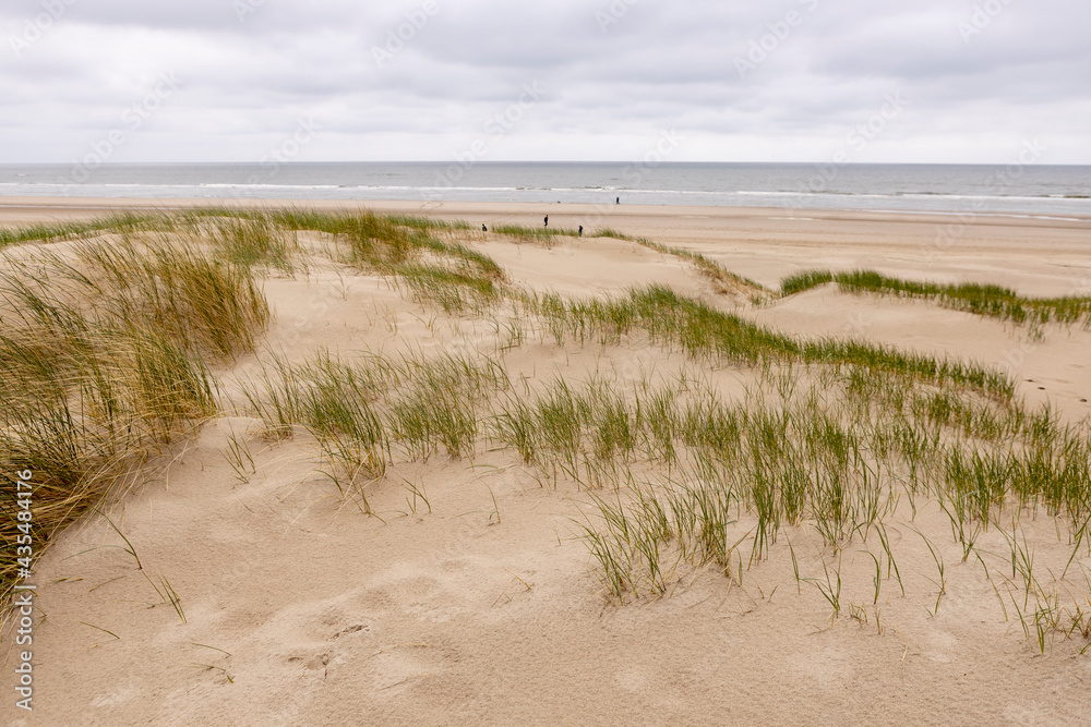 Dutch dune landscape on overcast day with helm grass growing on the tops for firmness and footsteps crossing the landscape with the North sea in the background Dutch dune landscape on overcast day with helm grass growing on the tops for firmness and footsteps crossing the landscape with the North sea in the background