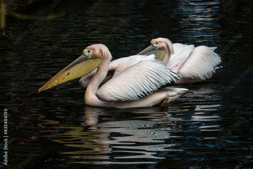 Great White Pelican, Pelecanus onocrotalus in a park Great White Pelican, Pelecanus onocrotalus in a park