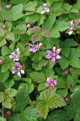 Rubus arcticus