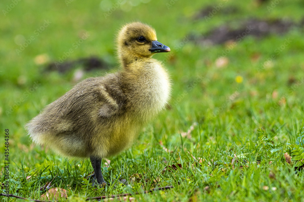 Beautiful yellow fluffy greylag goose baby gosling in spring, Anser anser Beautiful yellow fluffy greylag goose baby gosling in spring, Anser anser