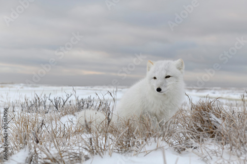 Arctic fox  Vulpes Lagopus  in wilde tundra. Arctic fox sitting.