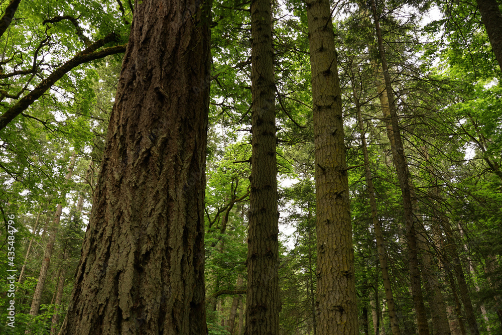 trees in the forest trees in the forest