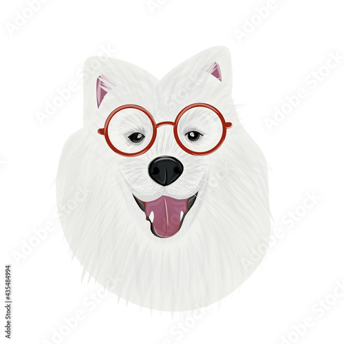 Samoyed, The buddy dog. Digital vector samoyed dog face
