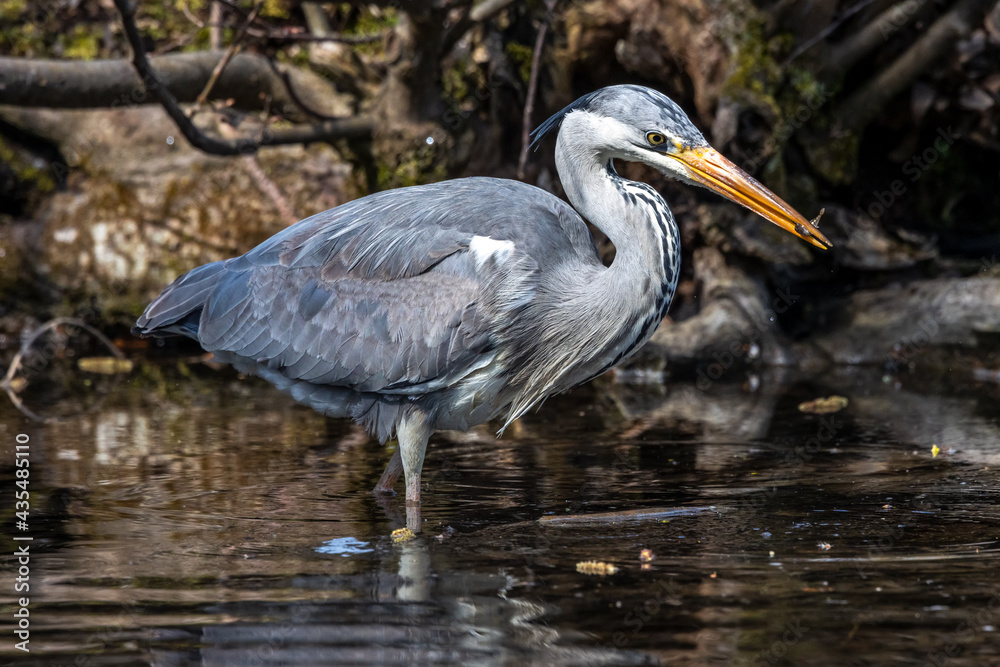 While fishing in the moving water a grey heron, Ardea cinerea successfully caught a fish. While fishing in the moving water a grey heron, Ardea cinerea successfully caught a fish.
