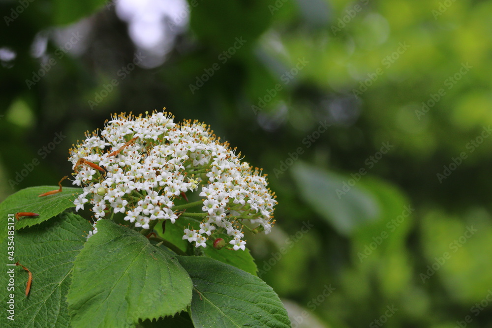 close up of blooming elders