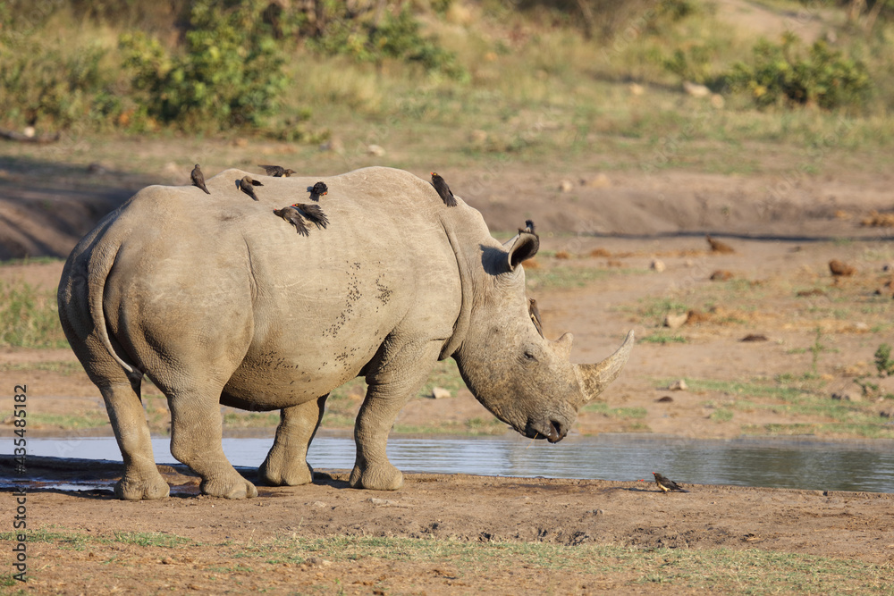 Fototapeta premium Breitmaulnashorn und Rotschnabel-Madenhacker / Square-lipped rhinoceros and Red-billed oxpecker / Ceratotherium Simum et Buphagus erythrorhynchus.