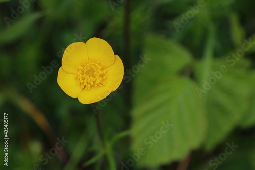 close up of a blooming buttercup