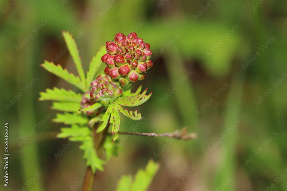 close up of small burnet close up of small burnet