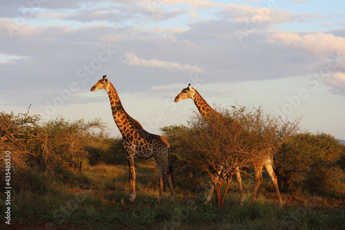 Photography Giraffe / Giraffe / Giraffa camelopardalis