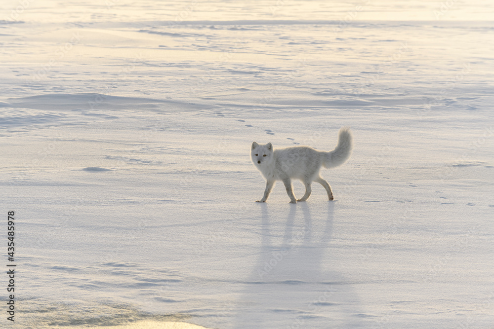 Happy arctic fox in winter tundra. Funny arctic fox. Happy arctic fox in winter tundra. Funny arctic fox.