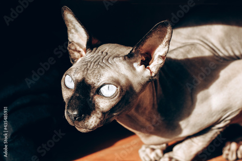 Bald cat of the Canadian Sphynx breed on a wooden background, chocolate color leather. play of light and shadow.