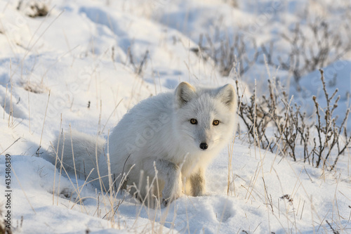 Arctic fox in Siberian tundra in winter time. © Alexey Seafarer