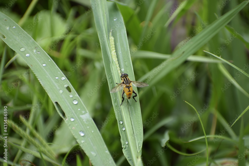 fly on a green leaf fly on a green leaf