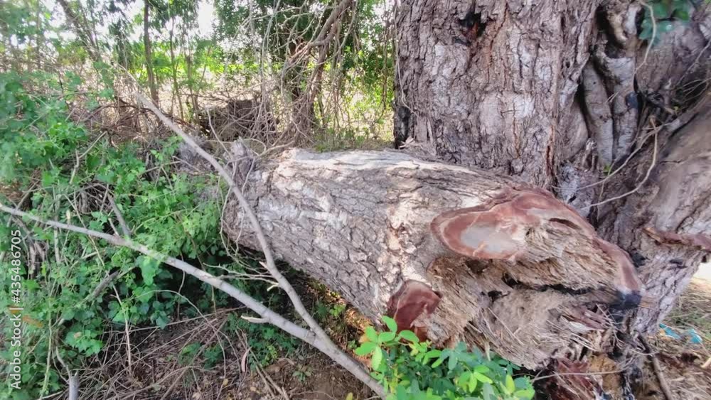 Brown tall tree with green leaves fallen down on ground after being cut. Deforestation in forest Brown tall tree with green leaves fallen down on ground after being cut. Deforestation in forest