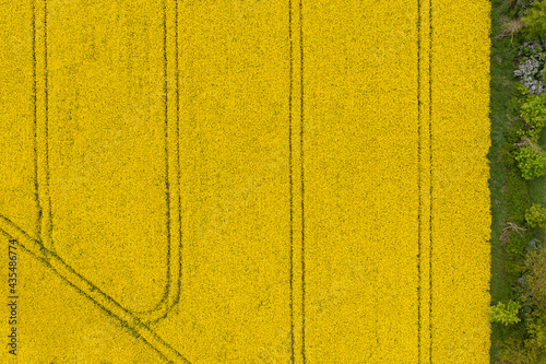 Aerial view of a rapeseed field during flowering.