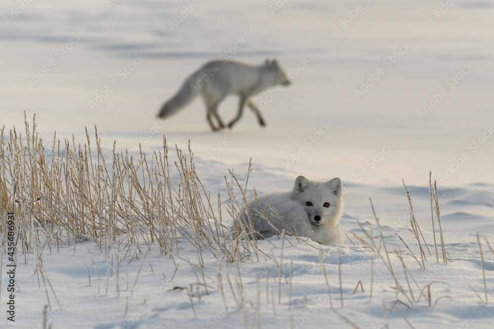 Obraz premium Two young arctic foxes (Vulpes Lagopus) in wilde tundra. Arctic fox playing.