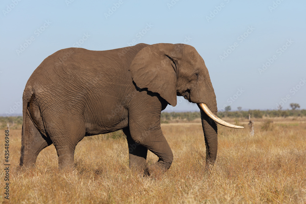 Obraz premium Afrikanischer Elefant / African elephant / Loxodonta africana