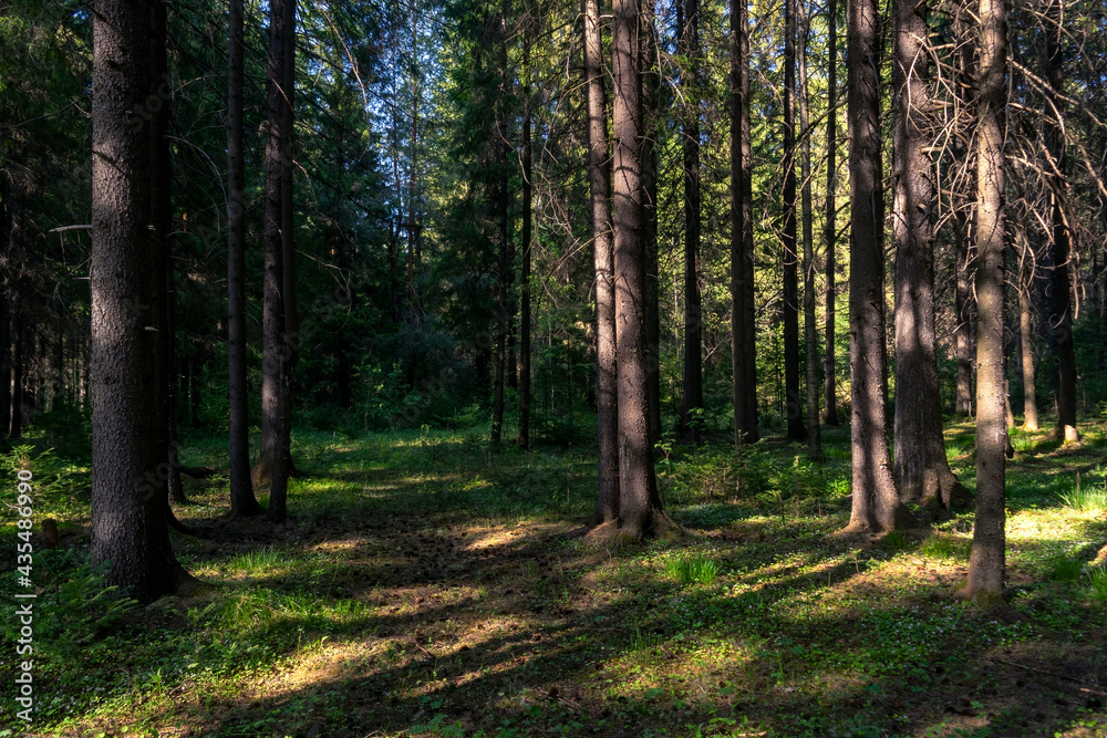 Fototapeta premium Forest landscape. Fir in the coniferous forest. Summer sunny day in the wild.