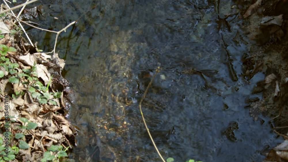 A clear stream runs along the forest A clear stream runs along the forest