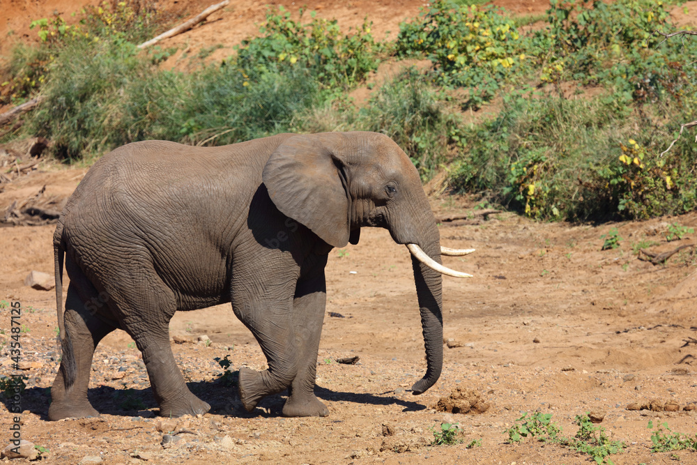 Fototapeta premium Afrikanischer Elefant / African elephant / Loxodonta africana
