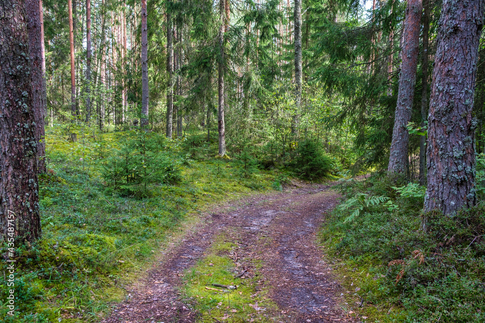 Fototapeta premium tourism pathway in the summer green park