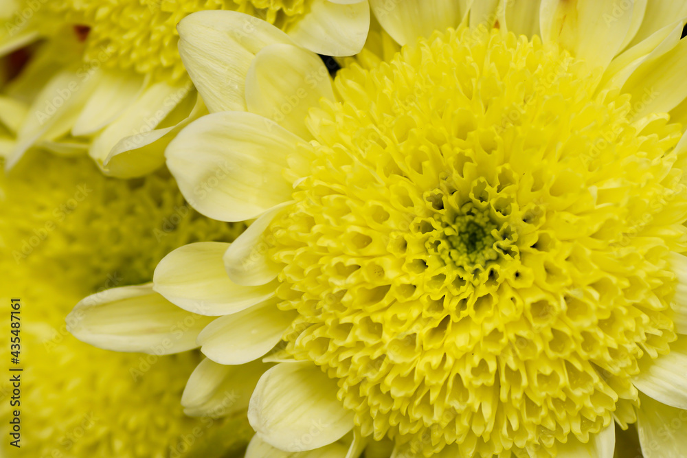 Fototapeta premium Blume