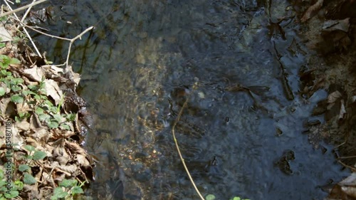 A clear stream runs along the forest